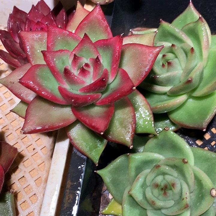 美肉特价活动开始啦