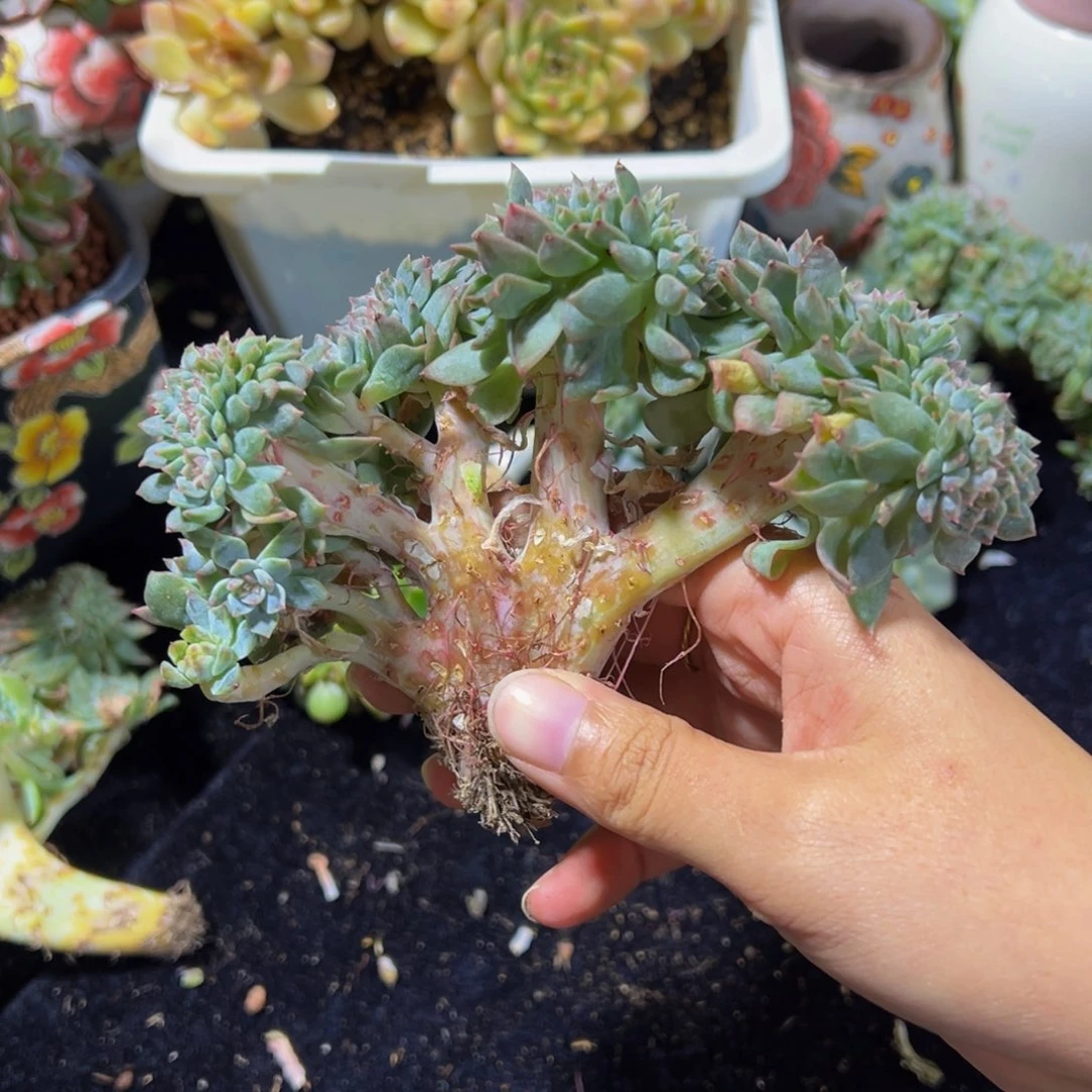 安****粉心冰魄缀微瑕树