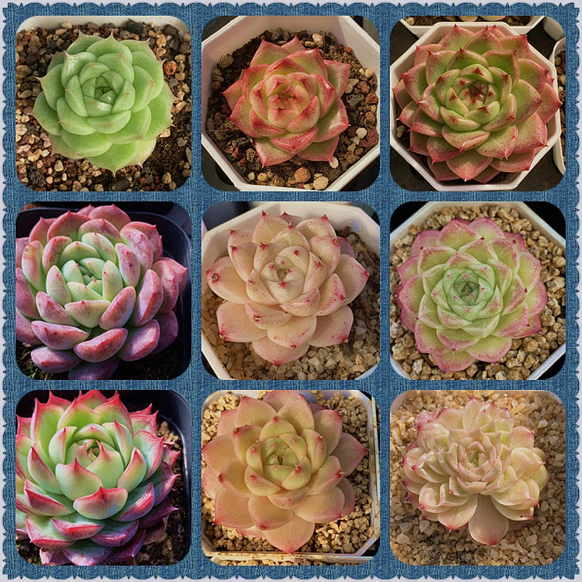 01-50直播链接多肉植物精品室内小绿植