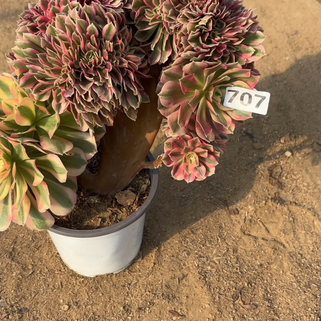 707粉女巫缀多肉不包损