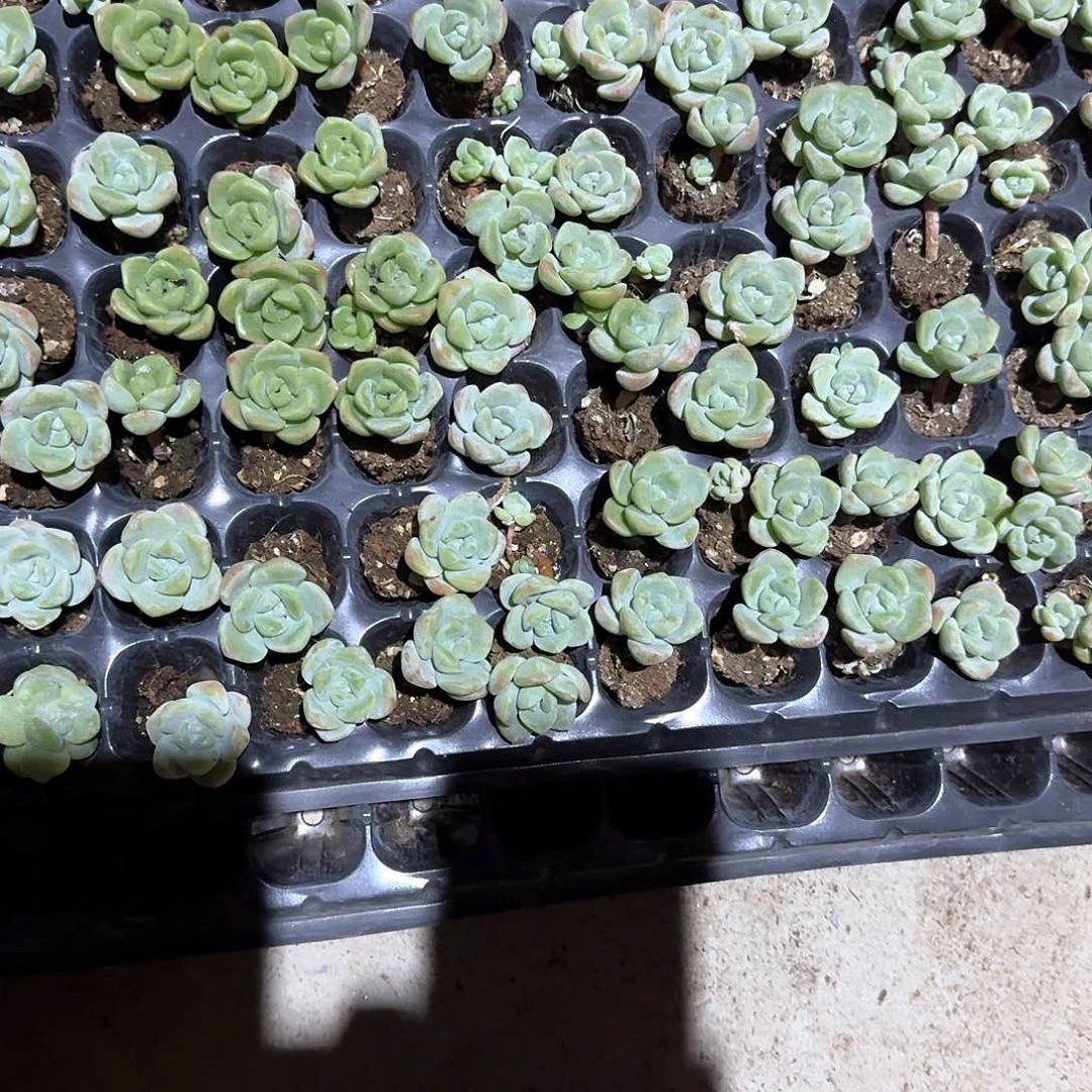 生花一物一拍专拍