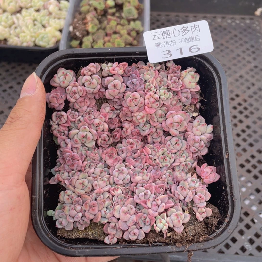 云糖心多肉植物316