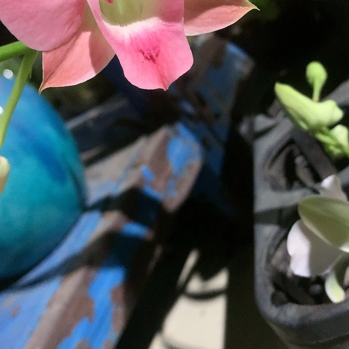 完全开放新品啵啵桃，大小4苗