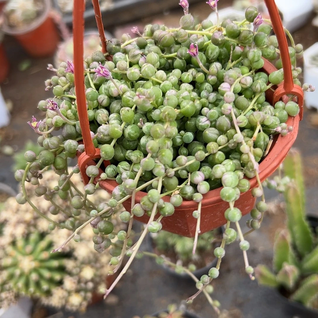 多肉植物佛珠锦带盆