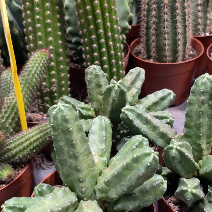 桃太懒群生一杯超多头15.8