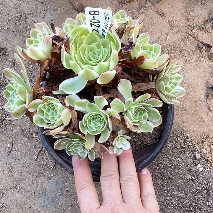 21海王多肉植物法师