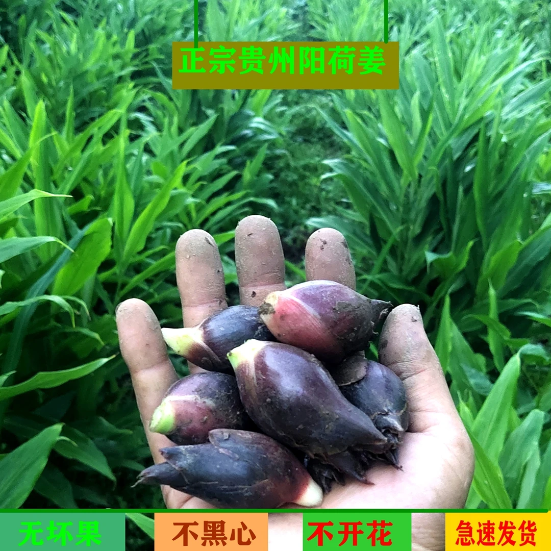 贵州洋荷姜 新鲜现摘农家特色蔬菜头茬可口阳荷洋河荷和合禾包邮