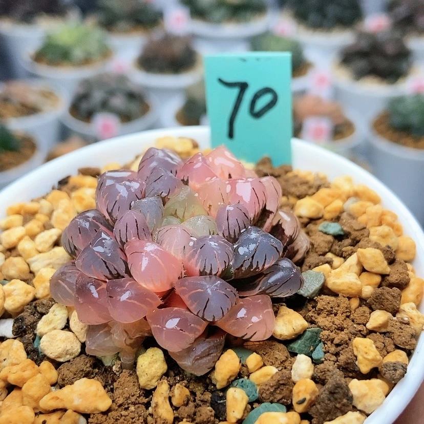 【闪购商品】无*70冰灯锦