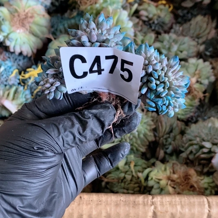 加***加475石榴籽星影缀呀