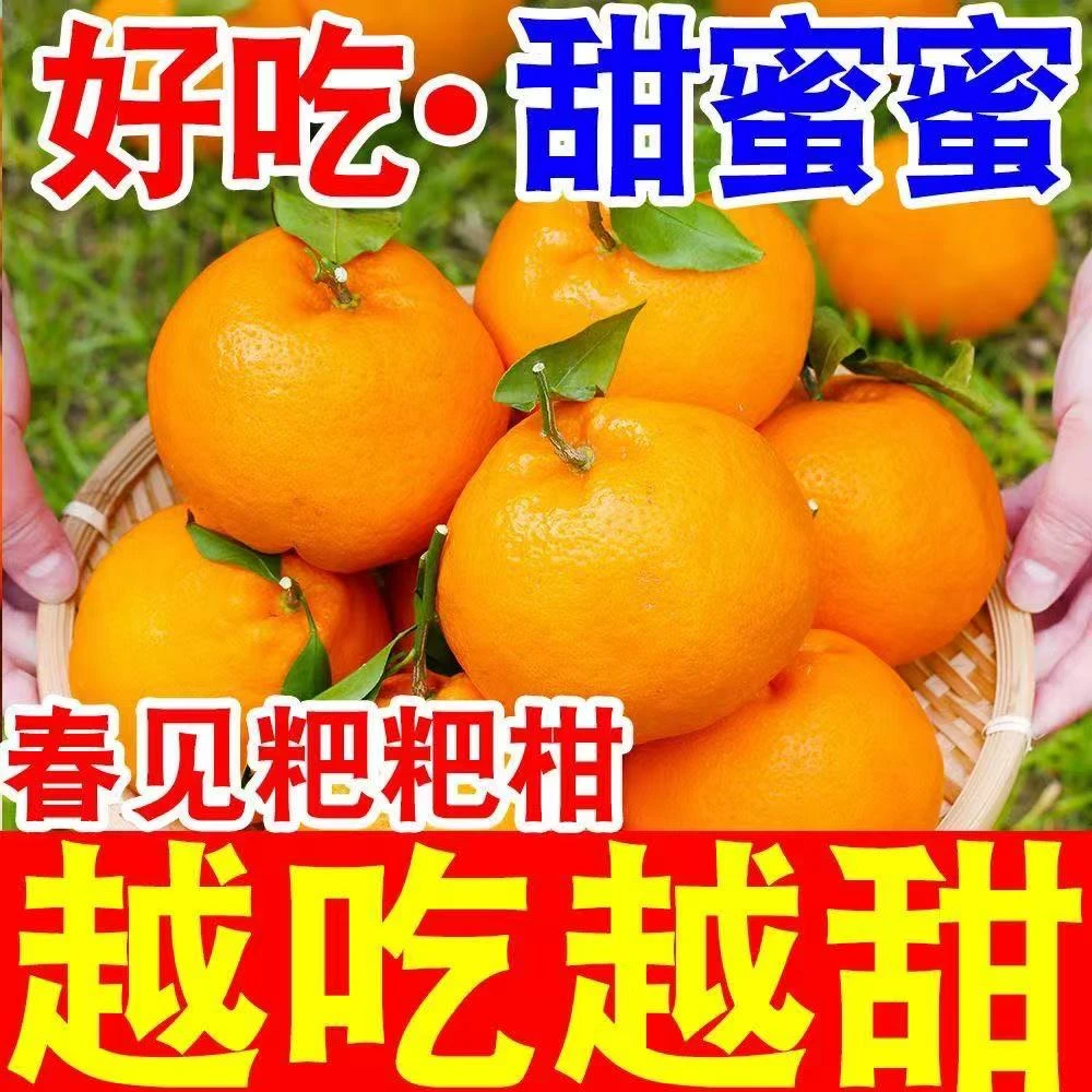 【正宗】四川特级春见耙耙柑应季新鲜现摘水果口口香甜爆汁坏果包赔