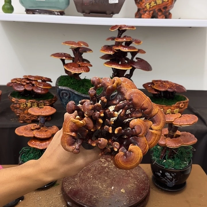 青***援无花朵灵芝盆景居家盆景