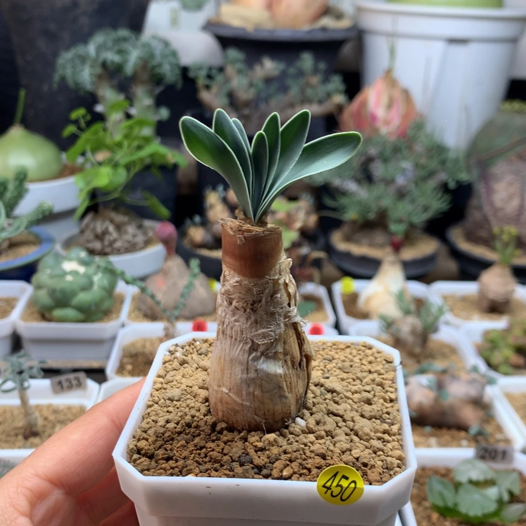 产地巨凤之卵带盆