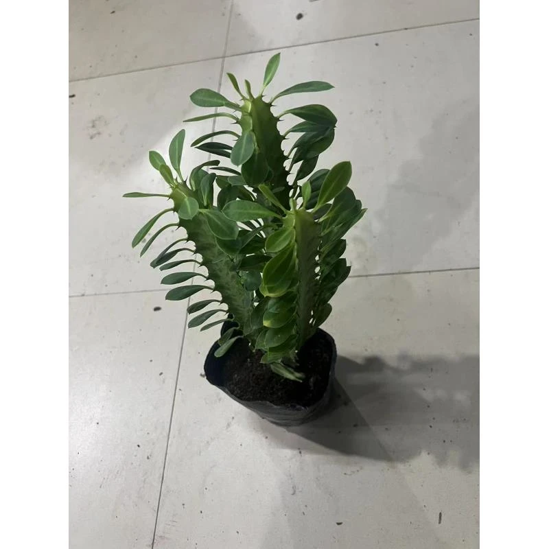 龙骨盆栽绿植颜色随机