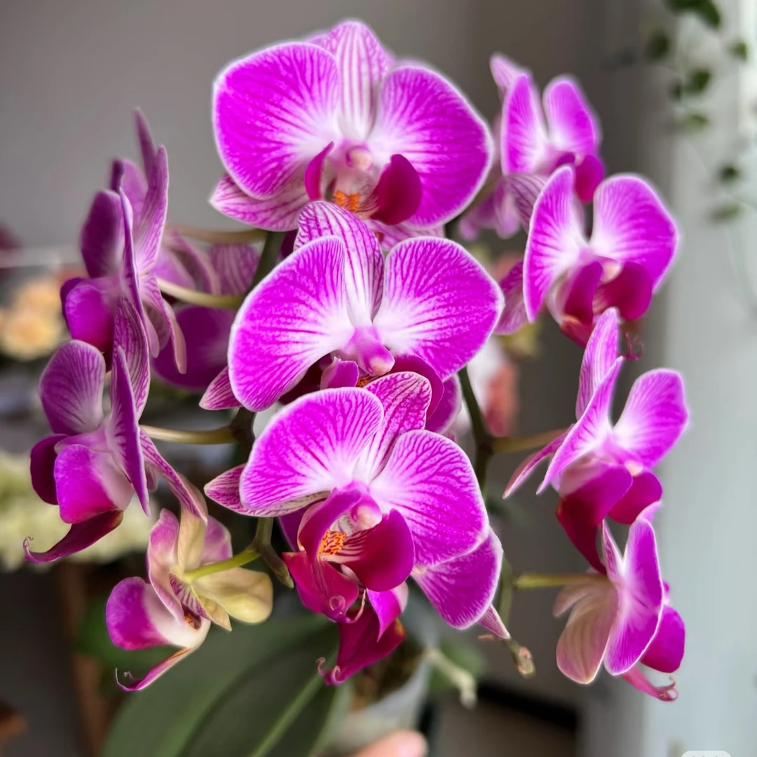 天堂鸟蝴蝶兰爆花多直播间专属链接