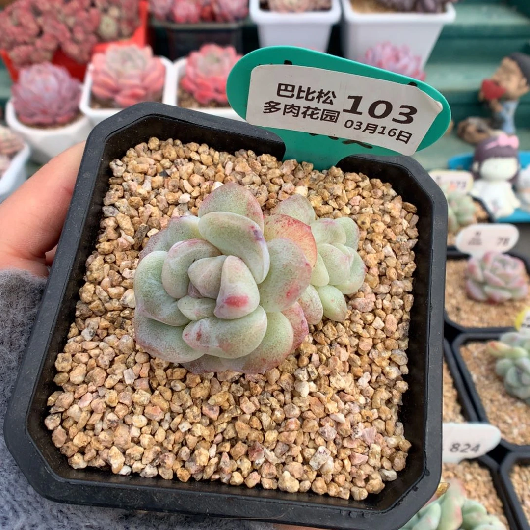 103双头异色冰玉石化多肉植物