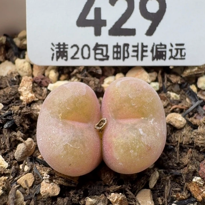 空卡双头。