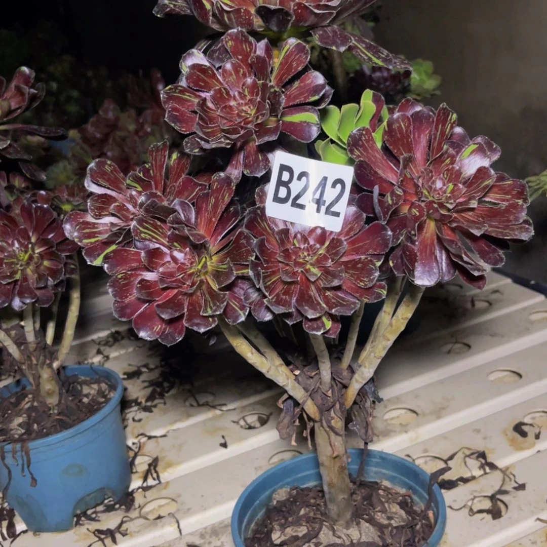 水墨丹青7////47包邮