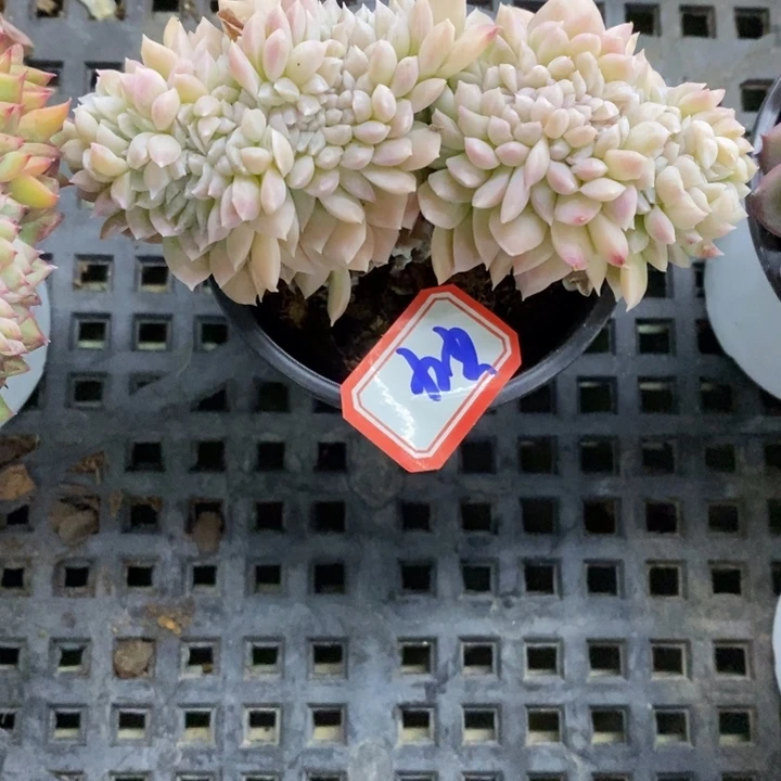 ?****つ一物一拍奶油美人多肉44