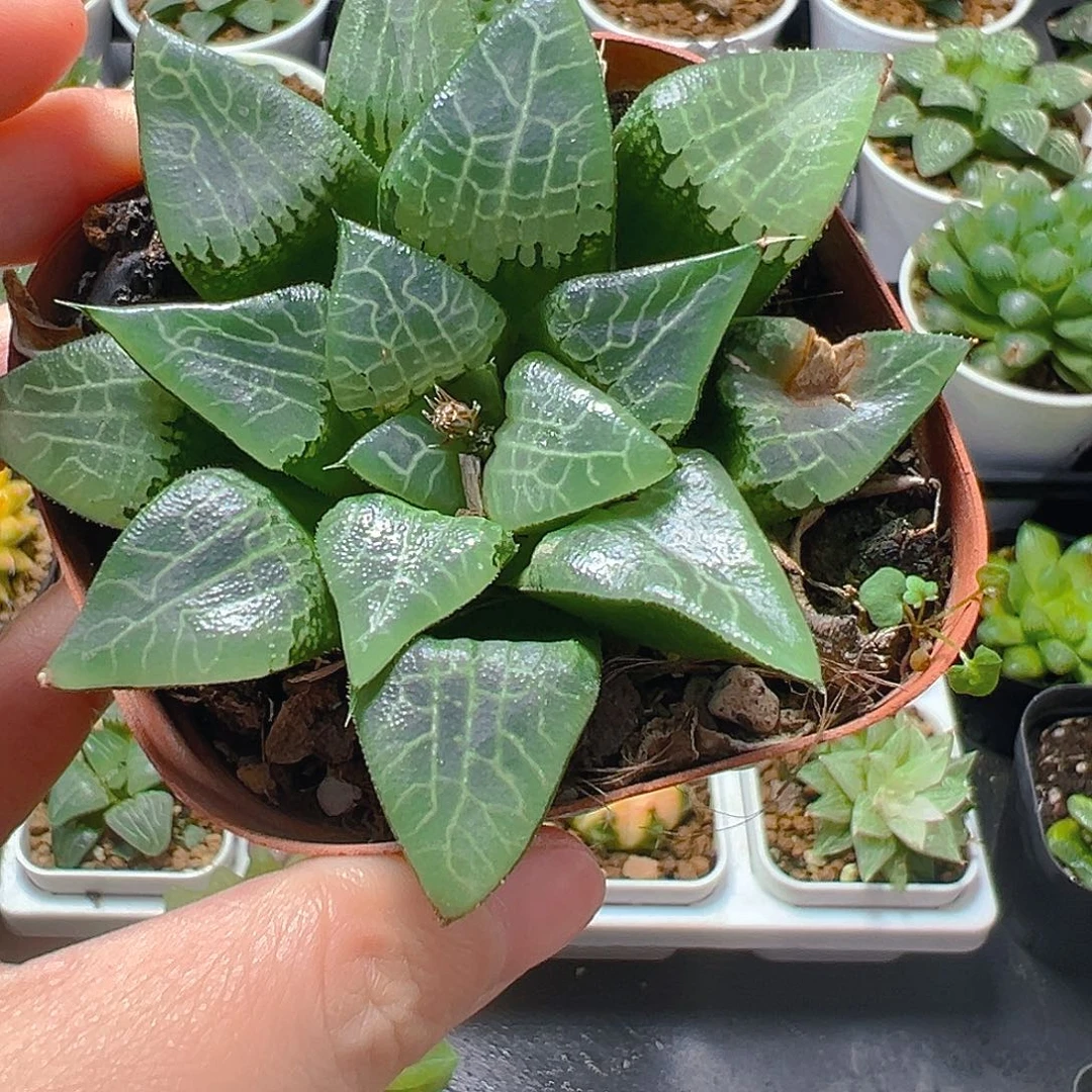 5293玉露多肉植物一颗