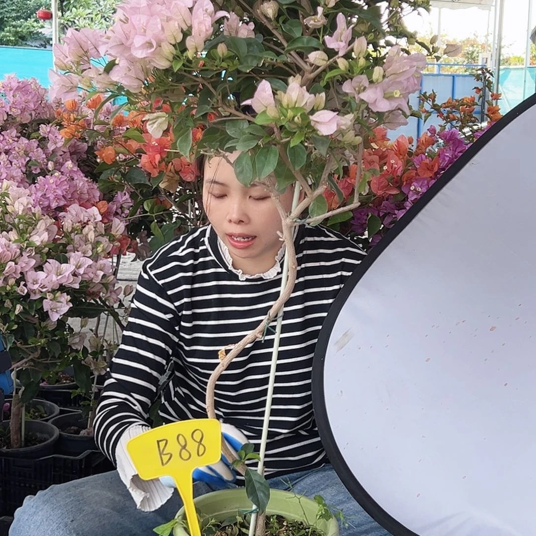 陶***乐大部分花苞少量开放B88苹果花