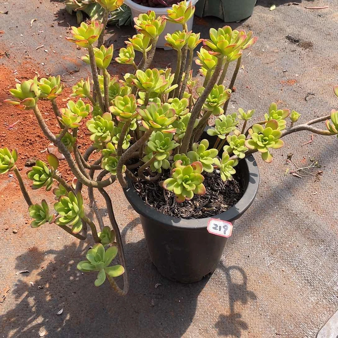 219清扬 十号 一物一拍多肉