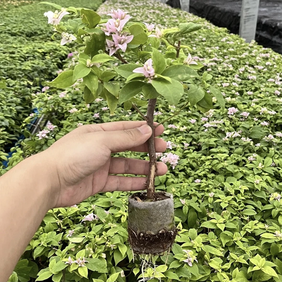 （带花粉星星）精品包邮包对版包售后一个月三角梅