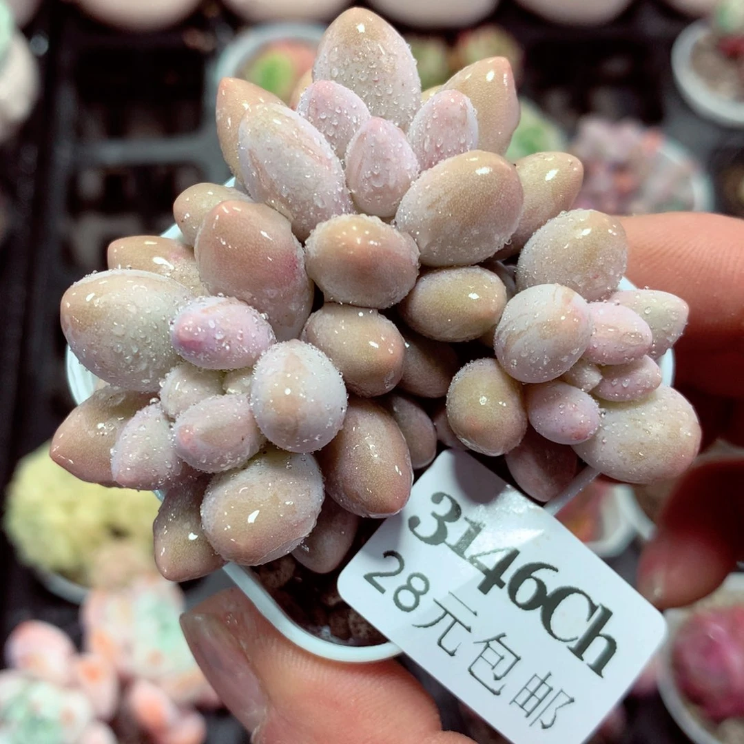 5厘米盆精控多肉3146