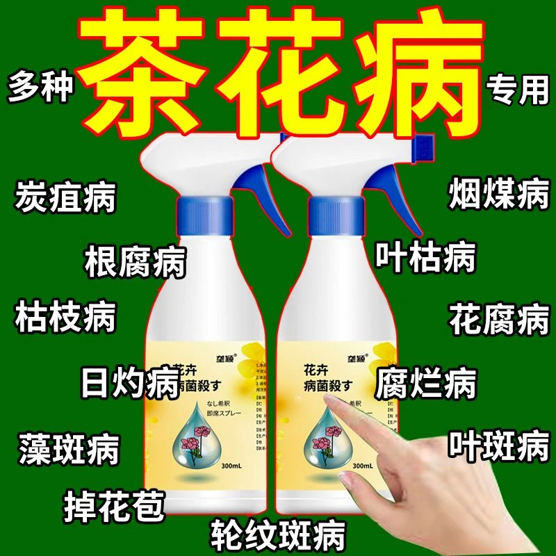 茶花叶尖枯焦专用营养液黑斑炭疽锈斑日灼枯枝白粉病【不伤花】急救