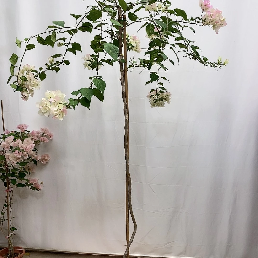 大部分花苞少量开放