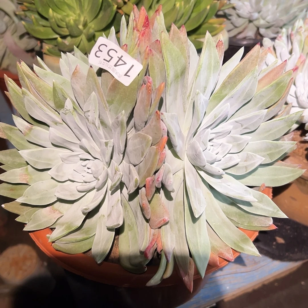 雨*3代杂交仙女杯多肉。