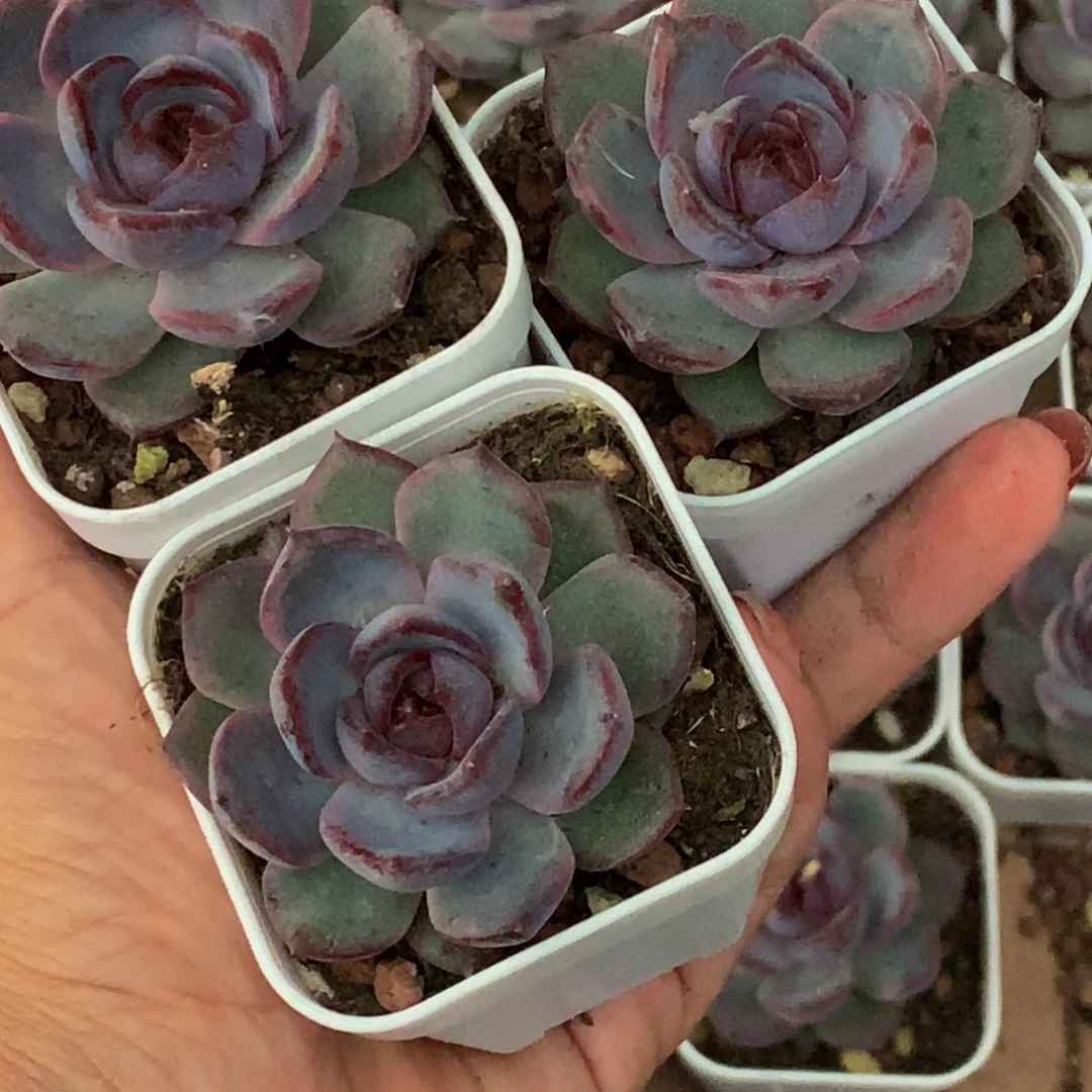 黑橙子 2颗。（满9.99包邮不满9.99发叶子）