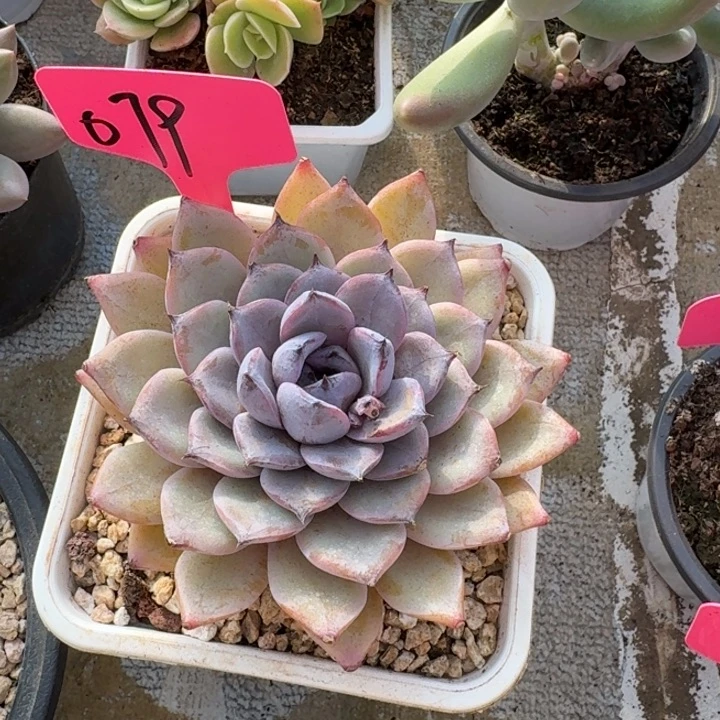 079迷雾行者新号福利价