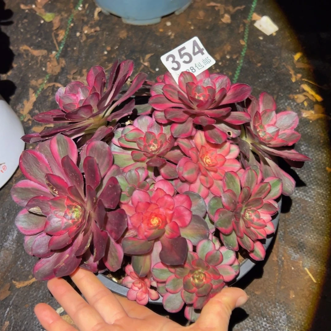 多肉植物354纳福的