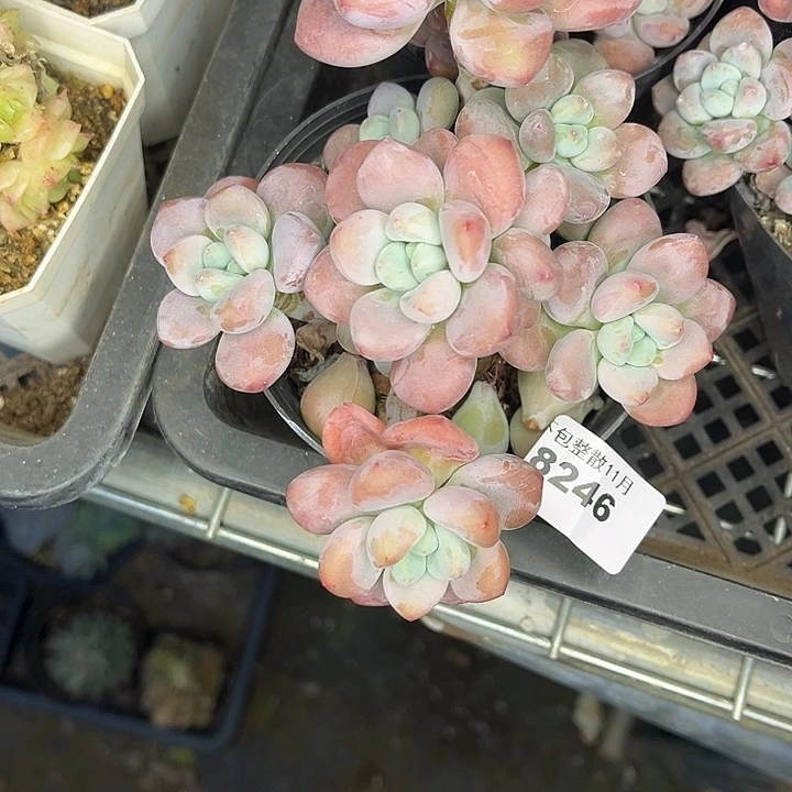 阿雅园艺。       8246洛神