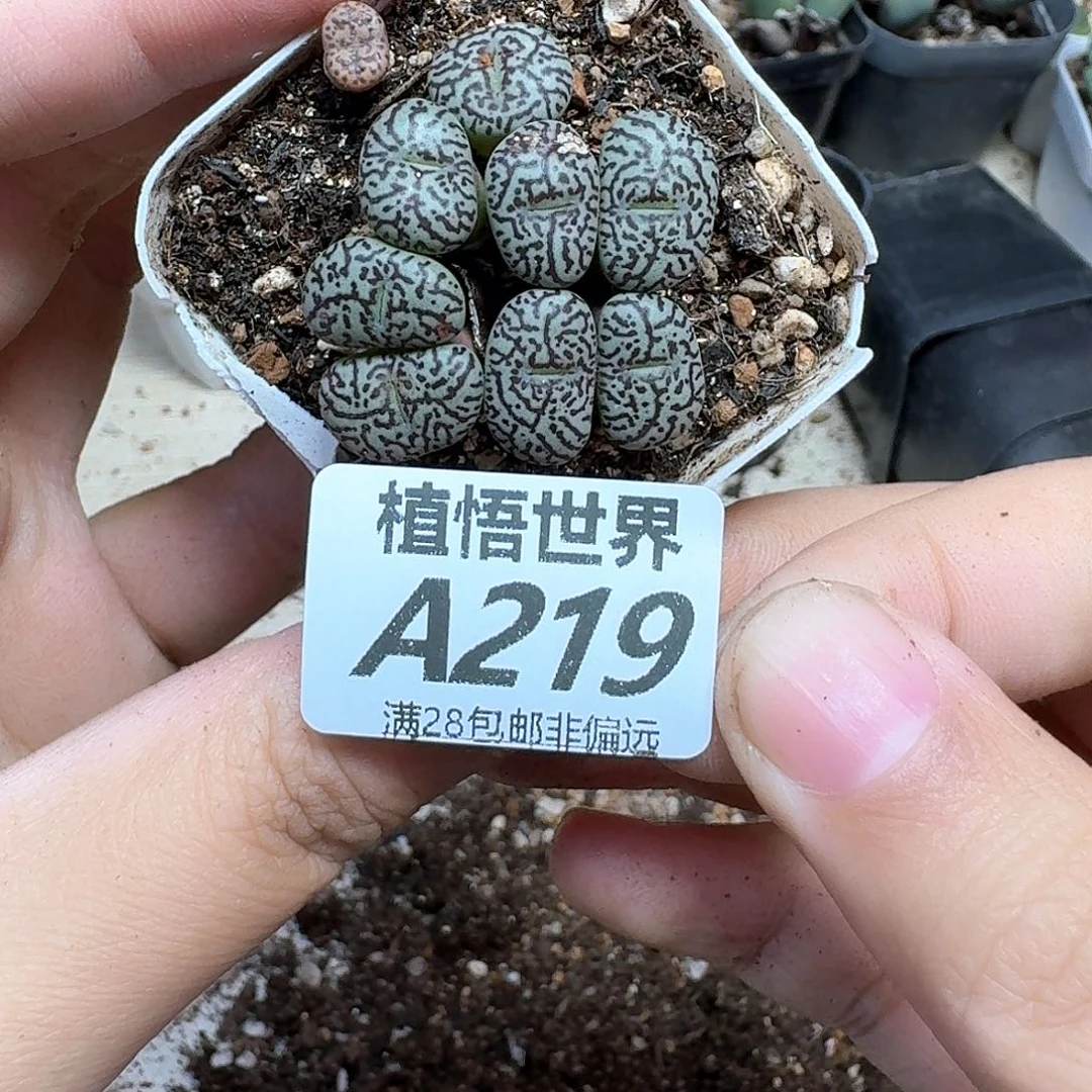 多肉植物的润泽fgb