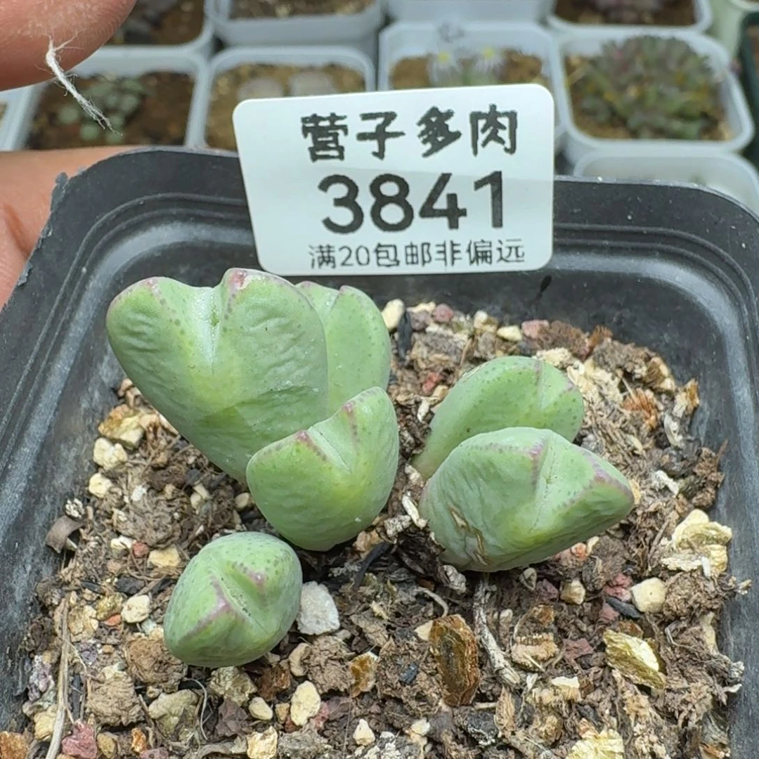 少将带盆土。