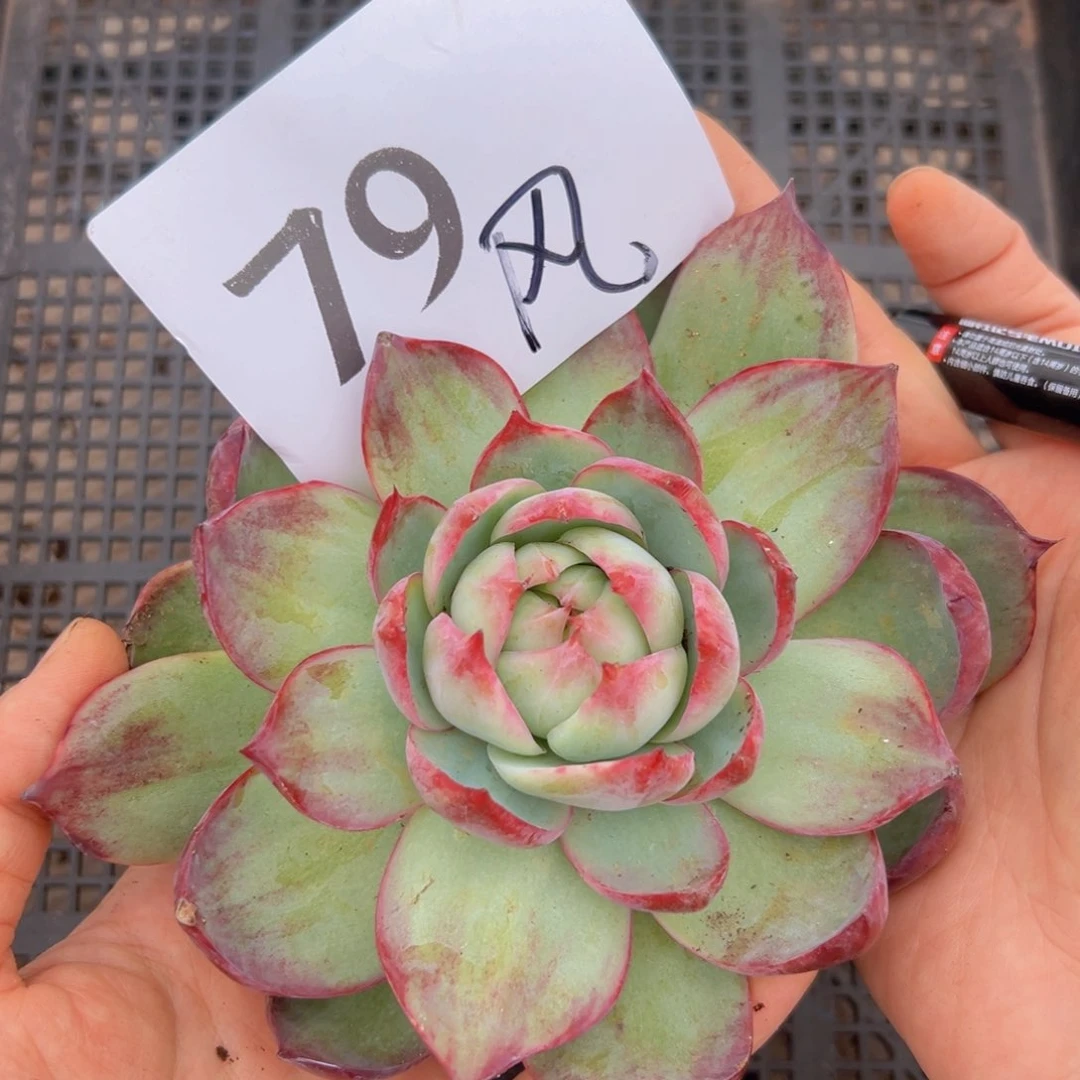 风***79/：；法国回家看看密密麻麻