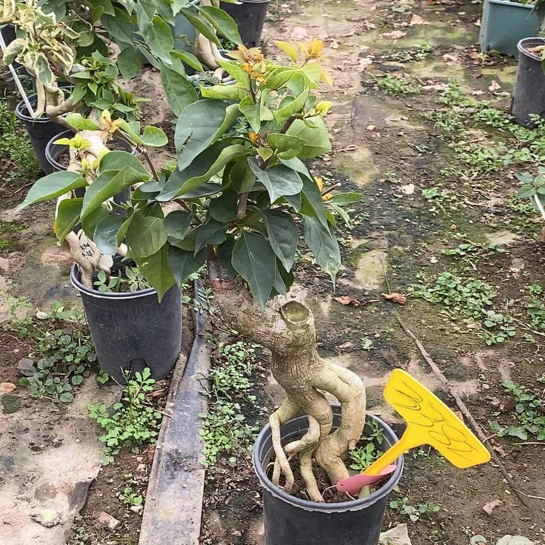 大部分开放少量花苞凤凰3382