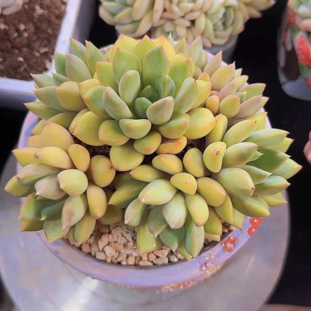 红象牙多肉一物一拍