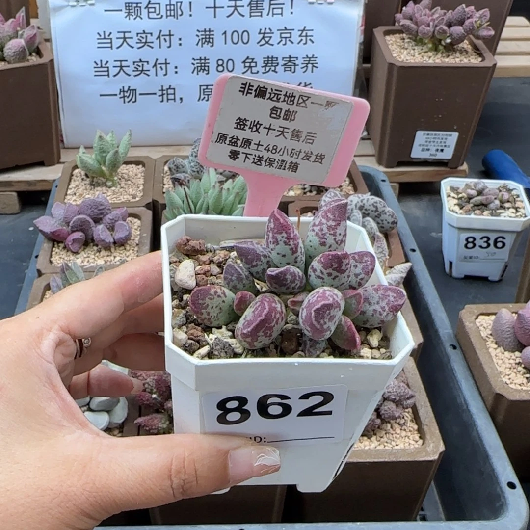 幽*?862艾薇多肉植物