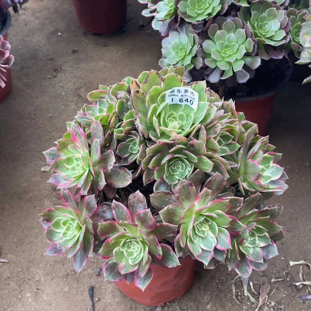 640万花筒多肉法师断枝不包