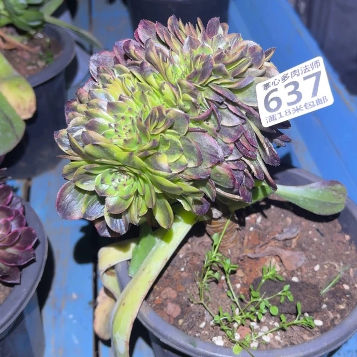 灵**燕637万家丽缀化掌心多肉法师锦，我给您