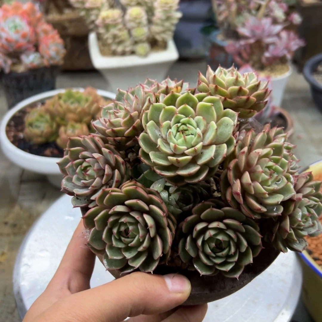 笨吧18 零零多肉植物