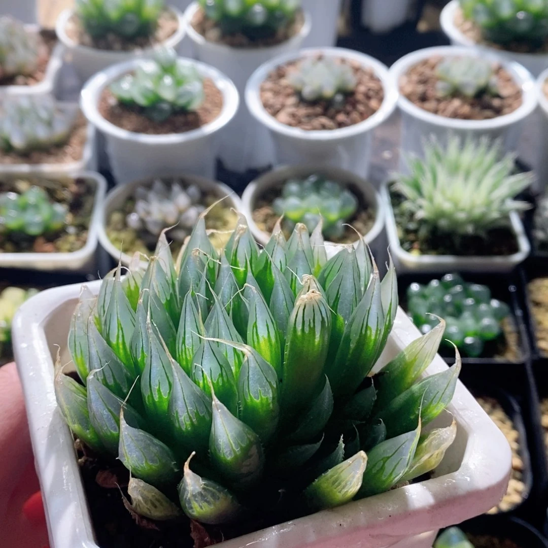 实生针管母本玉露多肉