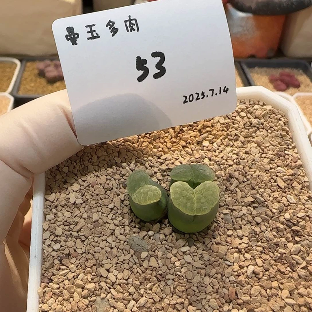 一***生多肉多肉多肉7.14-053