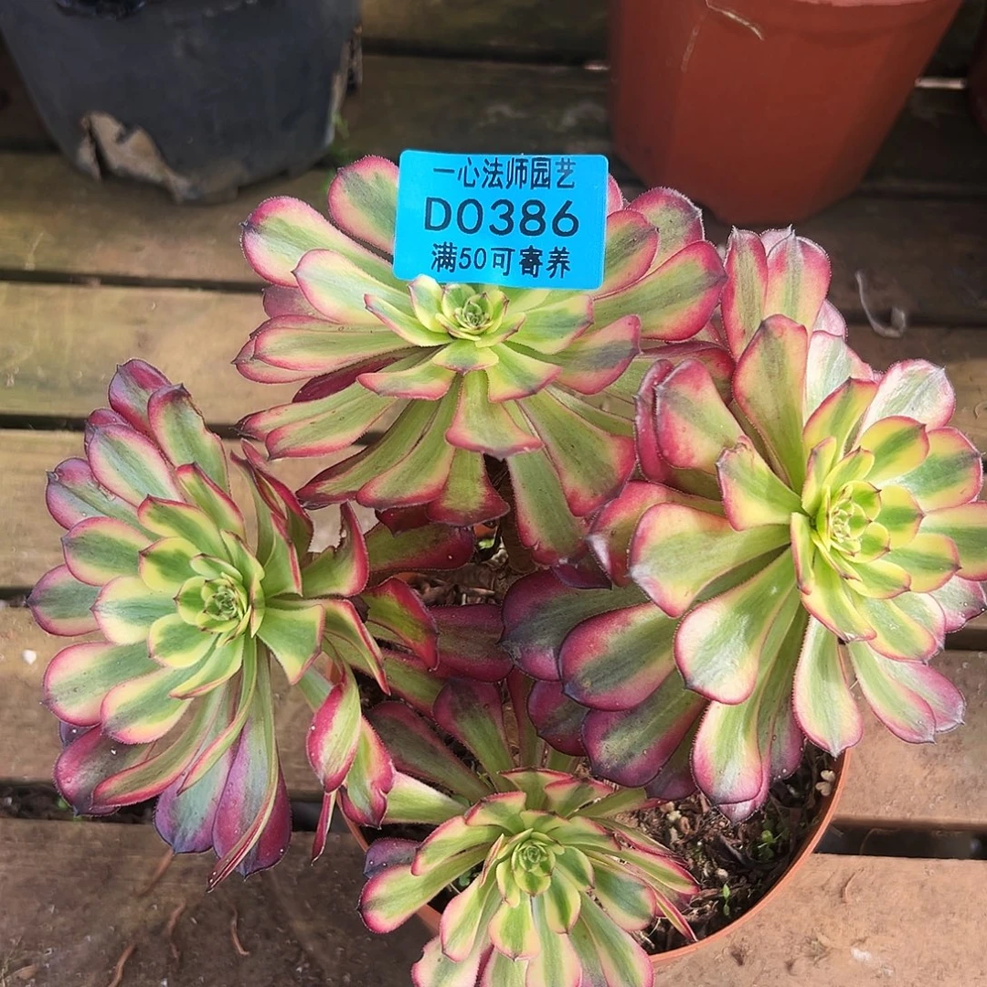 多肉植物多肉植物0386