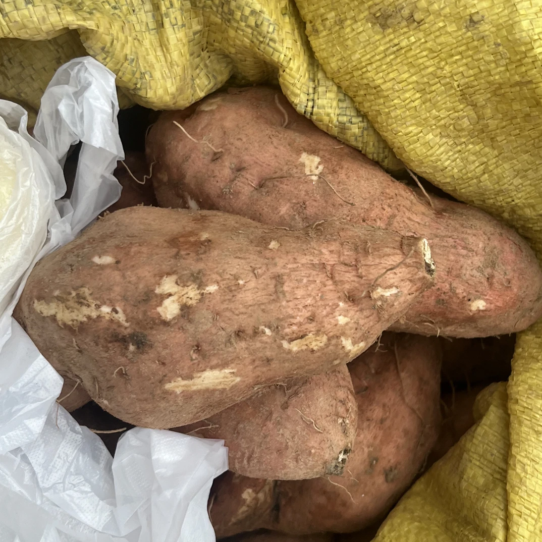 湖南农家自种红薯新鲜现挖软糯香甜