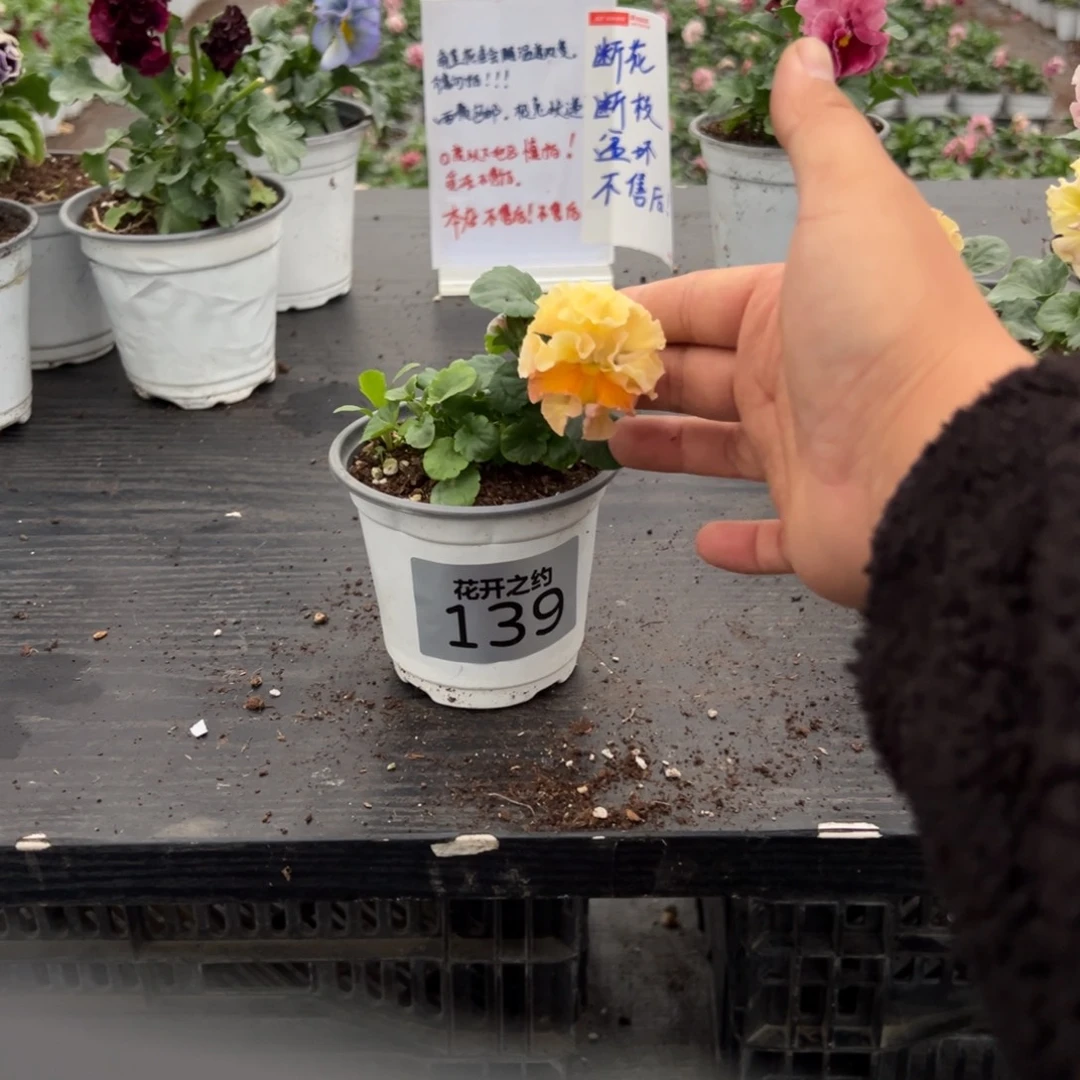 少量花朵（建议范围：2朵-5朵 或40%以下）139号