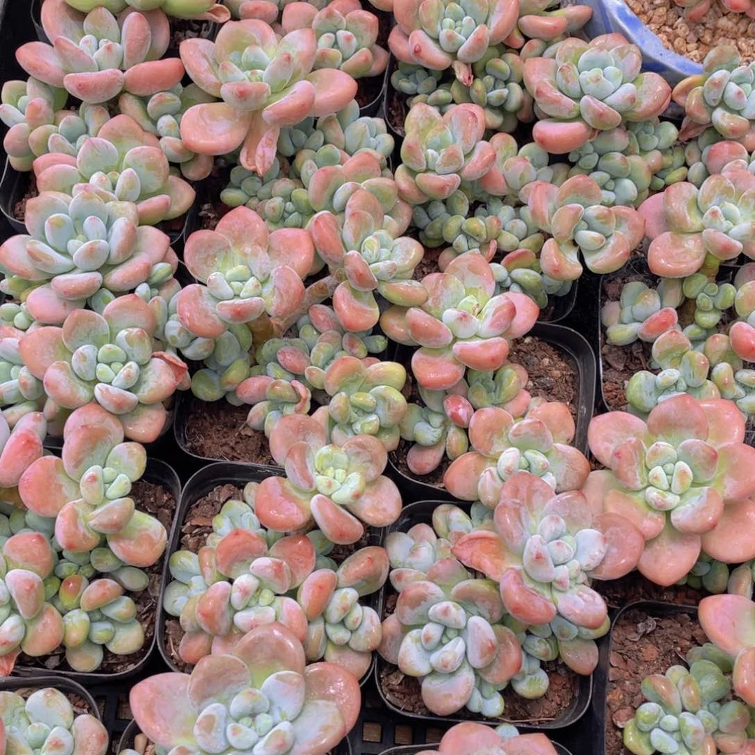 量拍7号 优选红洛神群生一个