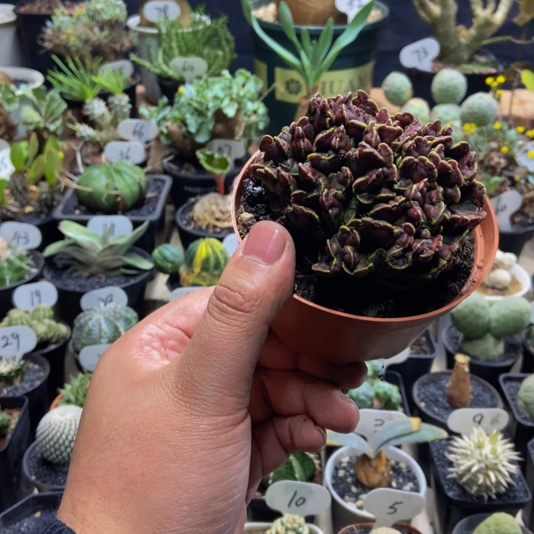 高砂石化一物一拍